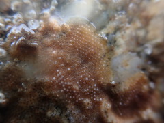 Schizoporella unicornis