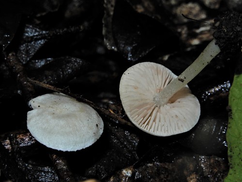 Entoloma niveum image