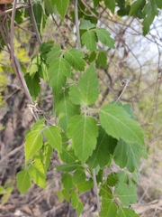 Urvillea