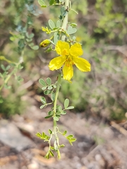 Parkinsonia texana macra