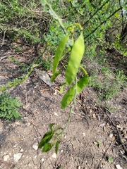 Parkinsonia texana macra