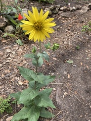 Silphium radula