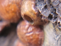 Parthenolecanium corni