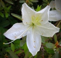 Rhododendron mucronatum