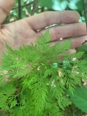 Trepocarpus aethusae