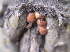 Parthenolecanium corni