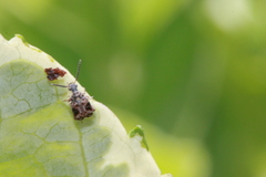 Callosobruchus maculatus