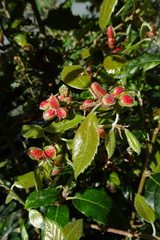 Plagiotrochus quercusilicis