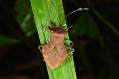 Dalader planiventris