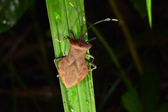 Dalader planiventris