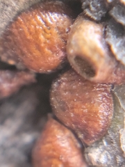 Parthenolecanium corni