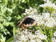 Ectophasia leucoptera