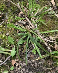 Carex laxiculmis
