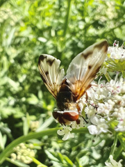 Ectophasia leucoptera
