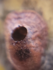 Parthenolecanium corni