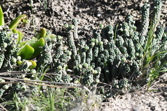 Euphorbia inermis