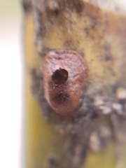 Parthenolecanium corni