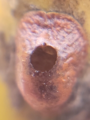 Parthenolecanium corni