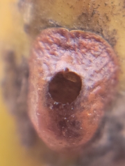 Parthenolecanium corni