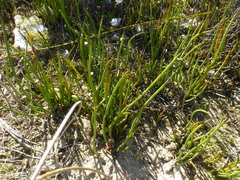 Elegia squamosa