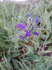 Anchusa officinalis