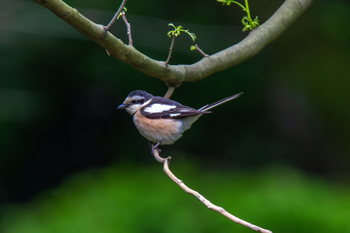 Masked Shrike, Адлерский, Краснодарский край, Россия, photo 7 of 10