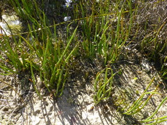 Elegia squamosa