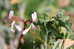 Pelargonium acetosum