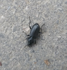 Pterostichus niger