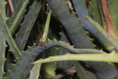 Aenigmina