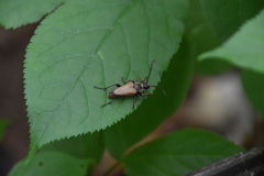 Trigonarthris