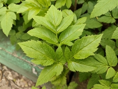 Aegopodium podagraria