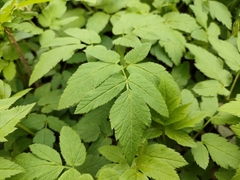 Aegopodium podagraria