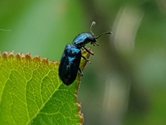 Necrobia violacea