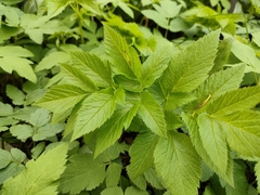 Aegopodium podagraria