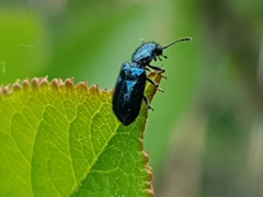 Necrobia violacea
