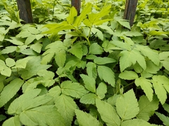 Aegopodium podagraria