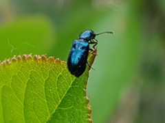 Necrobia violacea