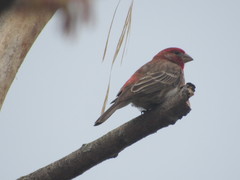 Haemorhous mexicanus