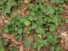 Rubus hirtus
