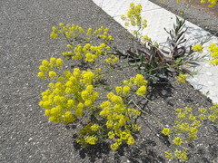 Isatis tinctoria