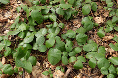 Rubus hirtus