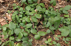 Rubus hirtus