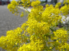 Isatis tinctoria