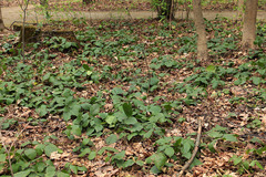 Rubus hirtus