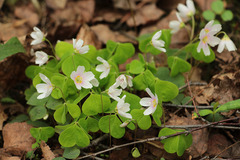 Oxalis acetosella