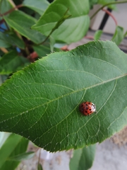 Harmonia axyridis