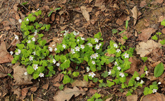 Oxalis acetosella