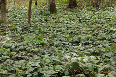 Rubus hirtus