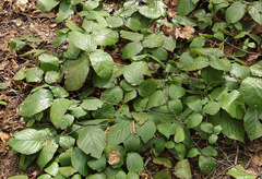 Rubus hirtus